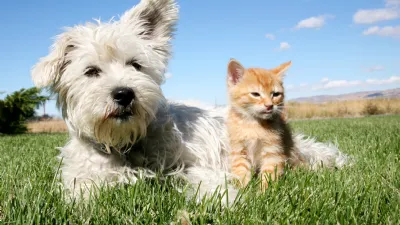 cane  e gatto