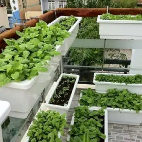 Orto casalingo sul balcone