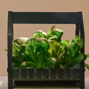 Coltivazione idroponica Ikea