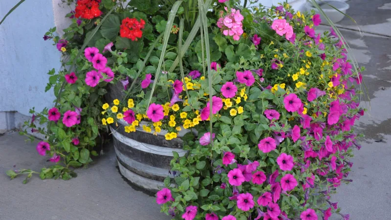 Fioriera in legno con petunie colorate