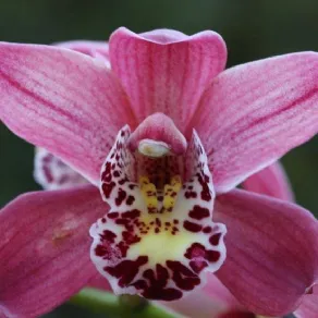 Orchidee cura