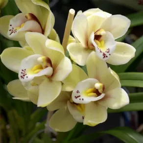 Rinvaso orchidee