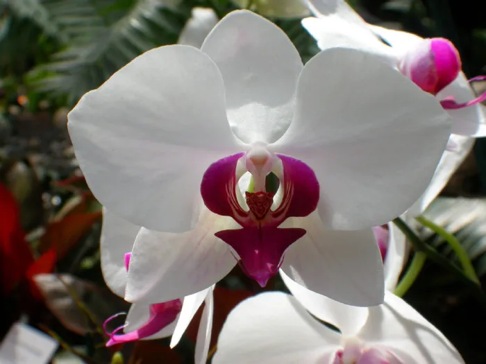 Come curare le orchidee