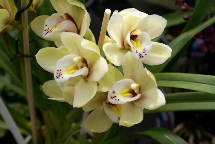 Rinvaso orchidee