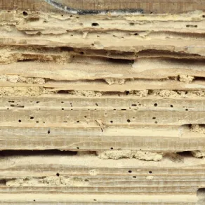 Esemplari di tarli del legnotarli del legno
