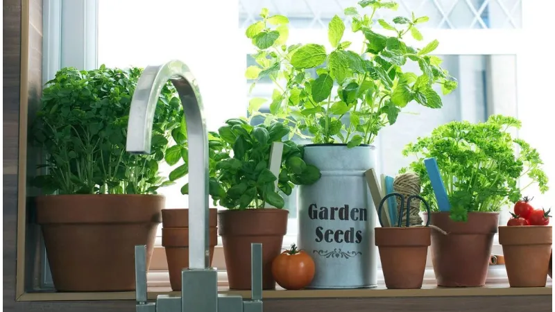 Erbe aromatiche in cucina