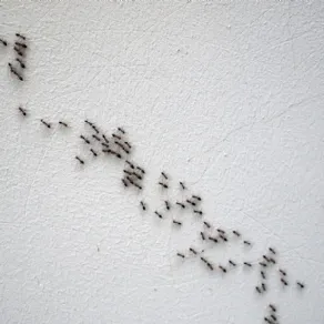 formiche in casa cosa non fare
