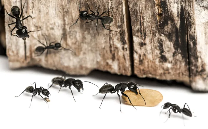6 rimedi per eliminare le formiche da casa