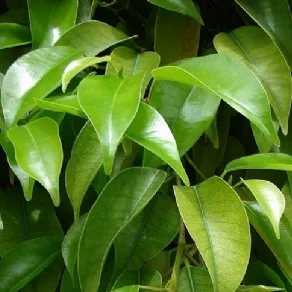 Ficus pianta da appartamento foglie