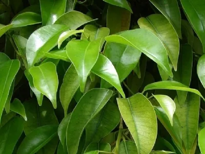 Ficus pianta da appartamento foglie