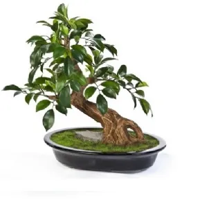 Bonsai Ficus Benjamin Artplants