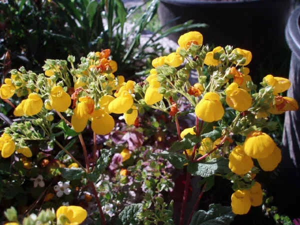 giardini fioriti