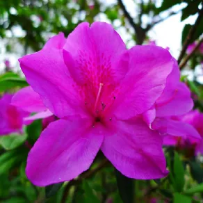 Fiori da piantare in primavera