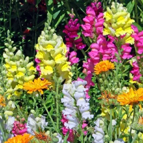 Fiori da piantare in giardino