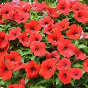 Fiori da esterno primaverili