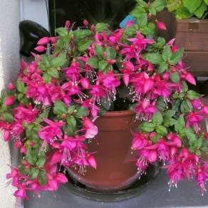 Un vaso di fucsia ideale per abbellire il terrazzo