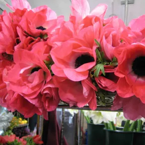 Esemplari di anemoni 