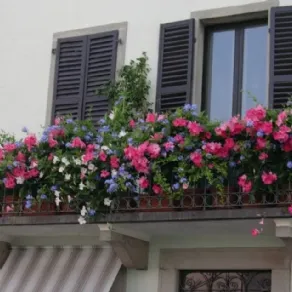 Un balcone fiorito con petunie colorate