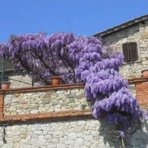 Un esemplare di glicine rampicante che ricopre un terrazzo