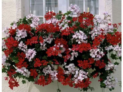 Fiori resistenti al sole diretto
