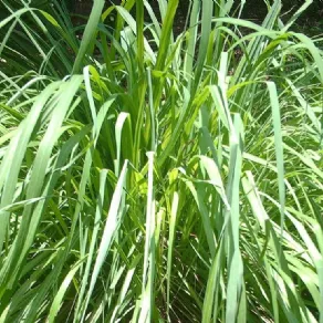 Piante da sole
