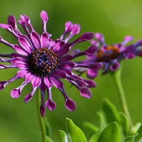 Quali fiori per i balconi al sole