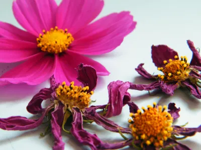 fiori secchi