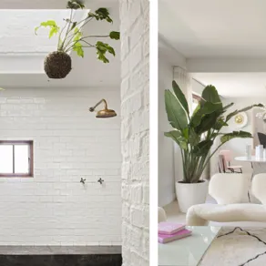 Idee decor con piante in casa