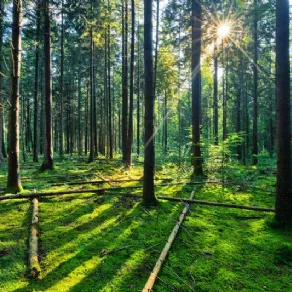 una foresta, fonte di energia rinnovabile