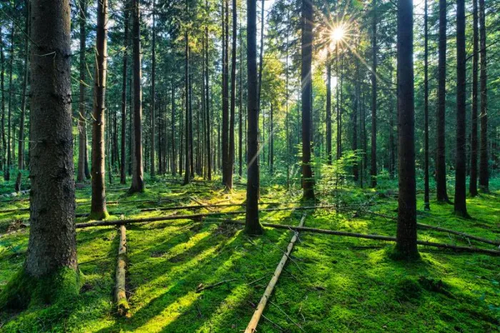 una foresta, fonte di energia rinnovabile