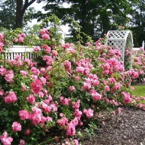 rose in giardino