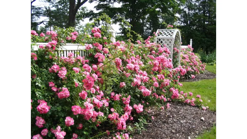 rose in giardino