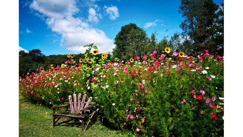 girasoli e fiori colorati