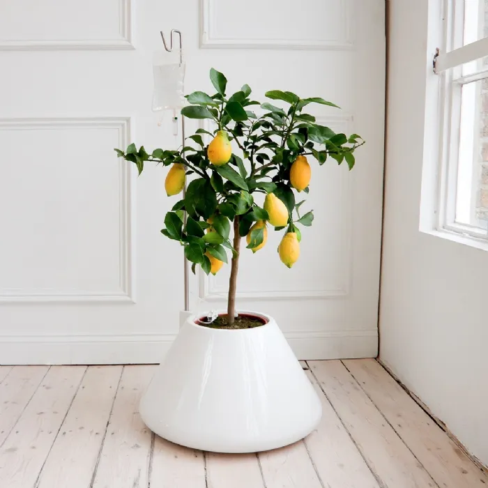 vaso di limoni