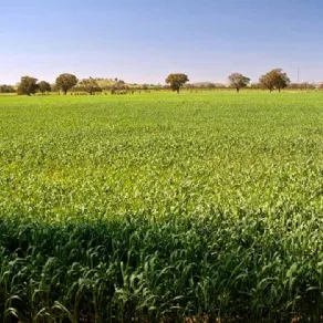 terreno agricolo
