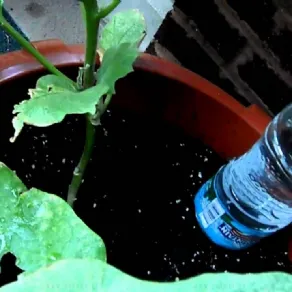 Innaffiare le piante con le bottiglie di plastica