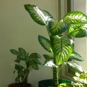 Piante da appartamento nomi