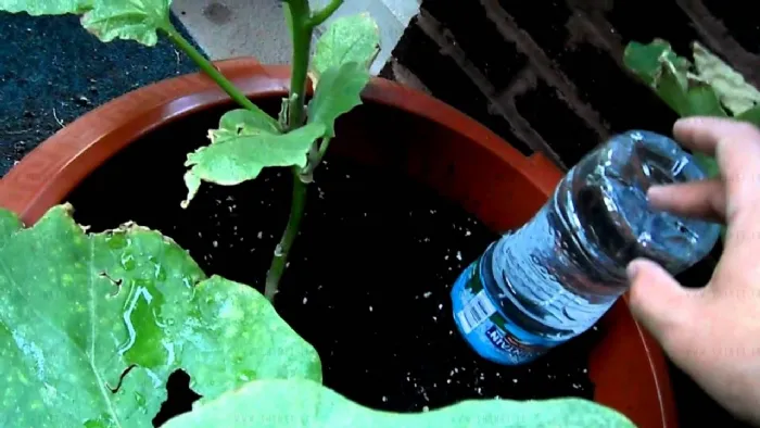 Innaffiare le piante con le bottiglie di plastica