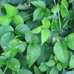 edera velenosa