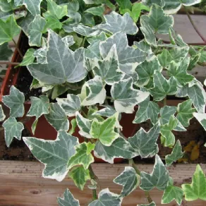 Gloire de Marengo edera