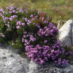 erica su roccia