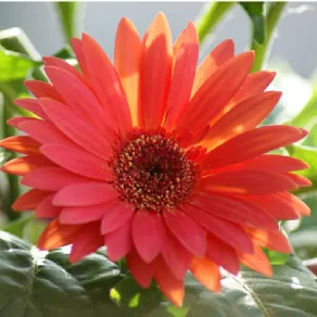 Gerbera