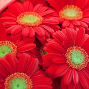 gerbera colorata