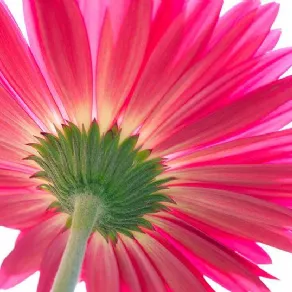 gerbera coltivata
