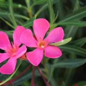 Potatura oleandro