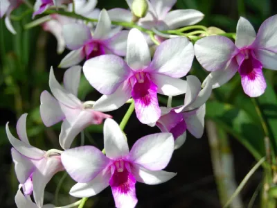 orchidea
