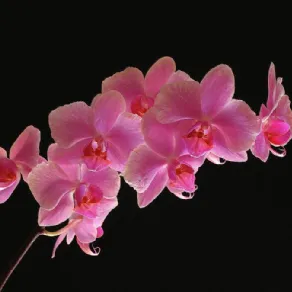 orchidee