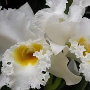 orchidea bianca