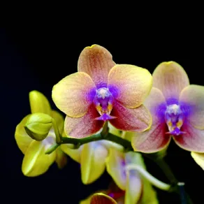 orchidea rara