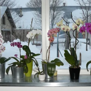 Come curare le orchidee